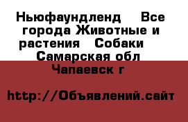 Ньюфаундленд  - Все города Животные и растения » Собаки   . Самарская обл.,Чапаевск г.